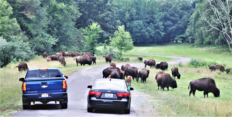 bison herd